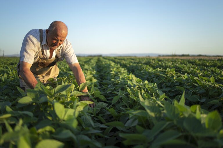 Fazendeiro verificando os campos de soja antes da colheita